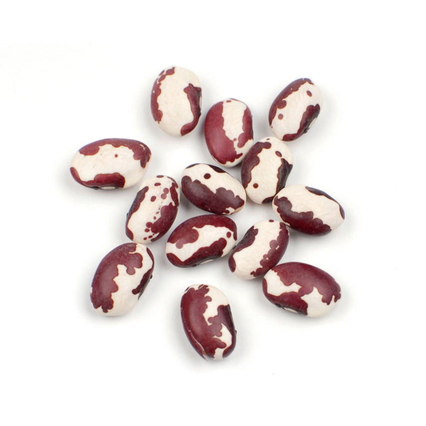 ANASAZI BEANS